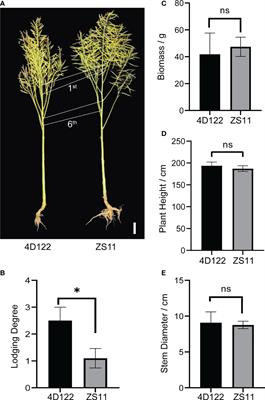 Integrating biochemical and anatomical characterizations with transcriptome analysis to dissect superior stem strength of ZS11 (Brassica napus)